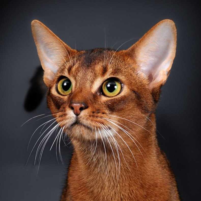 Фотографии абиссинскую породу. Абиссинская кошка. Порода абиссинец. Кот породы абиссинец. Египетская порода кошек Абиссинская.