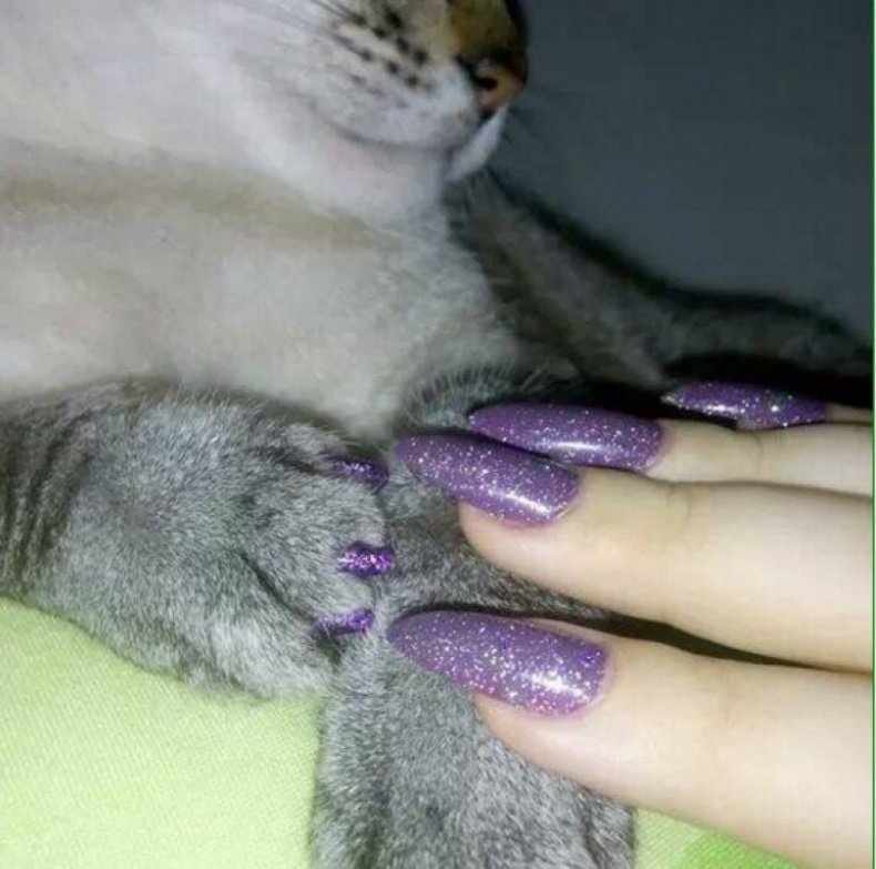 Кошка на ногтях. Маникюр когти кошки. Ноготочки для кошек. Кошачий коготь.