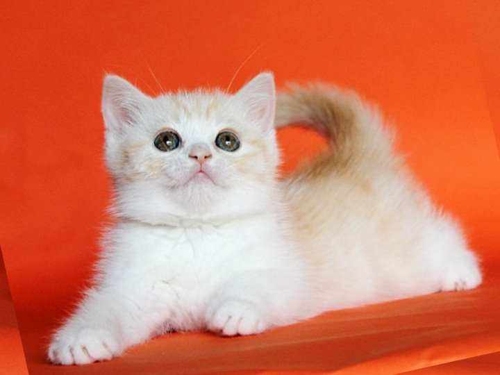 Котенок бело рыжий