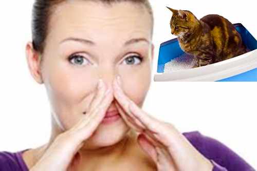 Аллергия на запах мочи котов
