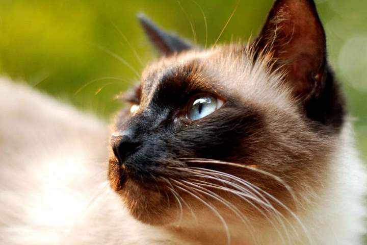 Кошка сиамской разновидности - Балинезийская