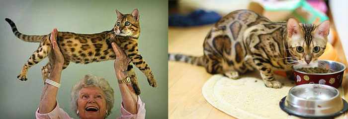 Бенгальские кошки в рукаах и корм