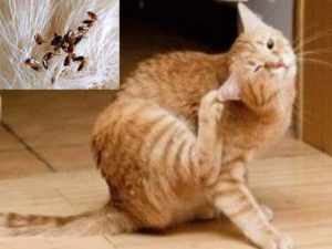 Откуда у домашней кошки блохи: пути заражения и избавления от паразитов