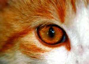 Болезни глаз у кошек – как царапина при неосторожной игре может привести к гибели всего кота
