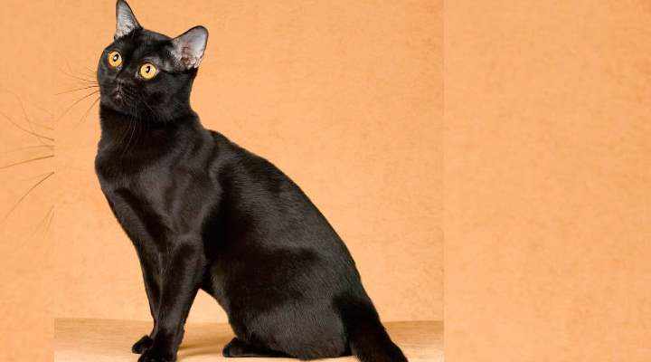 Все котята, которые имеют другой цвет или вкрапления на черном считаются браком.