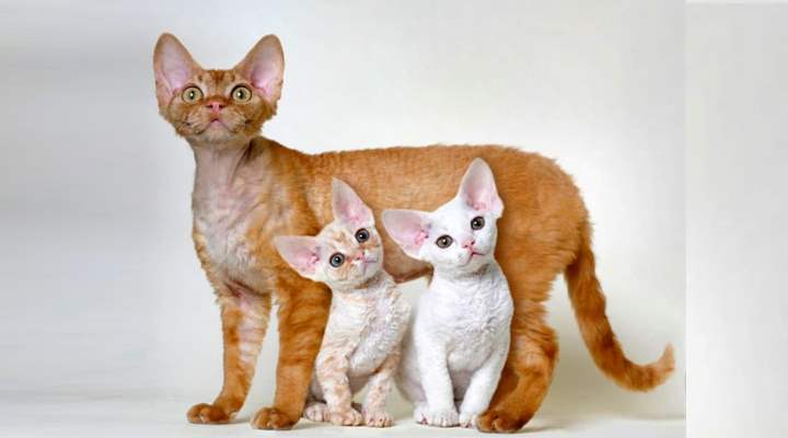 Маленькие короткошёрстные котики с большими острыми ушами и пронзительным взглядом