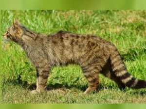 Африканский степной кот