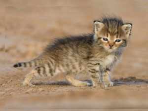 Дикая кошка Felis libyca или дикий степной кот – прародитель всех домашних кошек