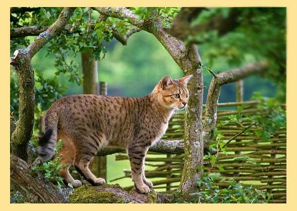 Кошка египетская мау на природе