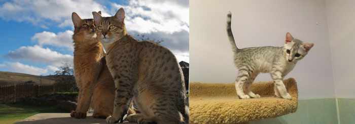 Кошки и котенок египеская мау