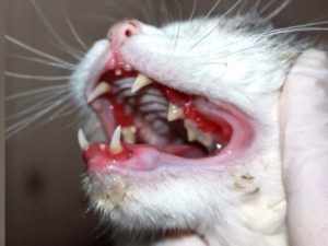 Есть ли молочные зубы у котят и как происходит их смена на коренные