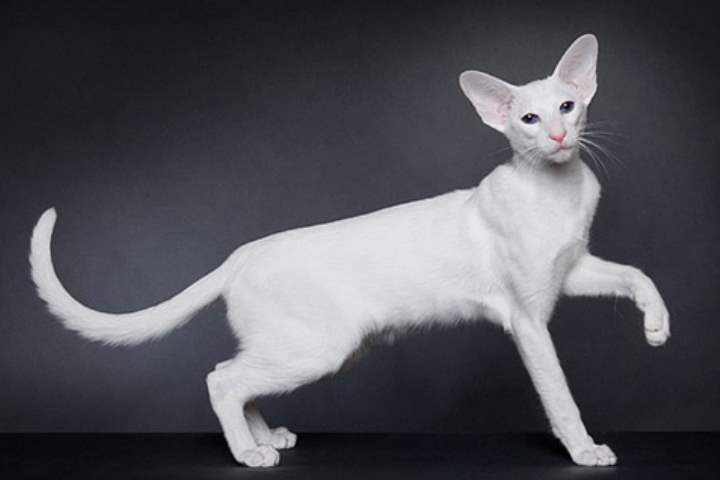 Кошка сиамской разновидности - Форин Вайт
