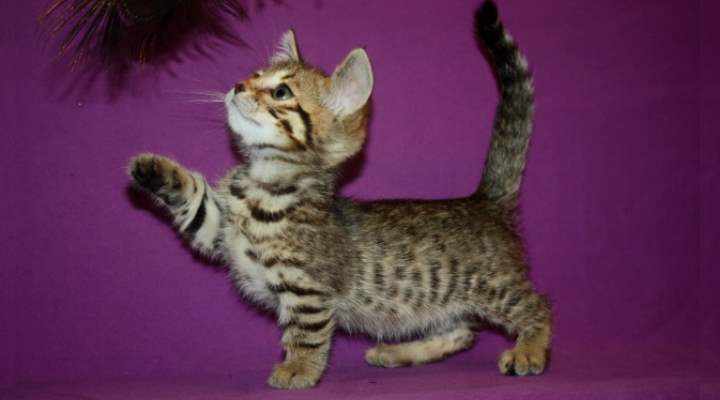 Скрещивание бенгальских кошек с манчкинами и саваннами привело к появлению карликовых котят