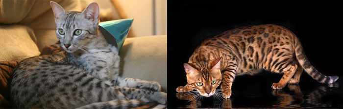 Кошки породы египетская мау