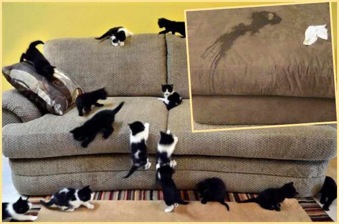 Кошки на диване и лужа от мочи