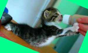 Как кормить месячного котенка без мамы-кошки? Частота кормления и рацион