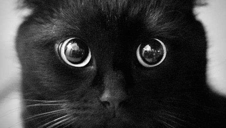 Круглые глаза у черного кота