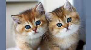 Мохнатые котята с голубыми глазами