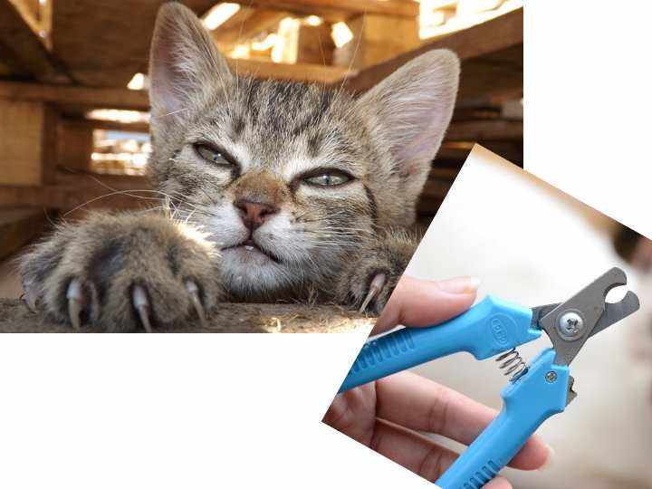 Если кошка живёт с условием свободного выгула