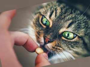 Разрешенные обезболивающие для кошек: когда применять и форма выпуска
