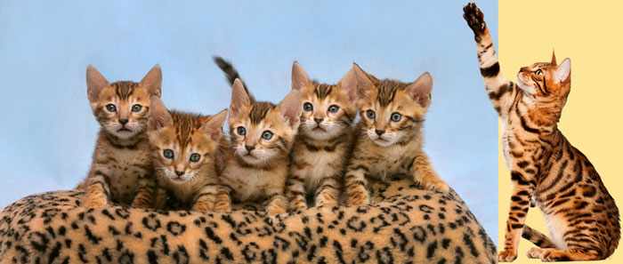 Бенгальские кот и котята