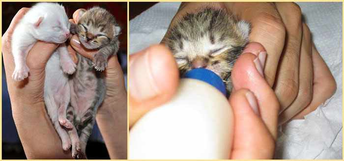 Новорожденные котята и их кормление из бутылочки