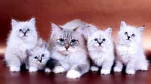 Русские породы кошек считаются одними из самых ласковых и преданных питомцев