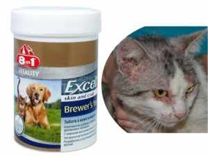 Авитаминоз у кошек: как определить нехватку конкретного вещества и чем восполнить