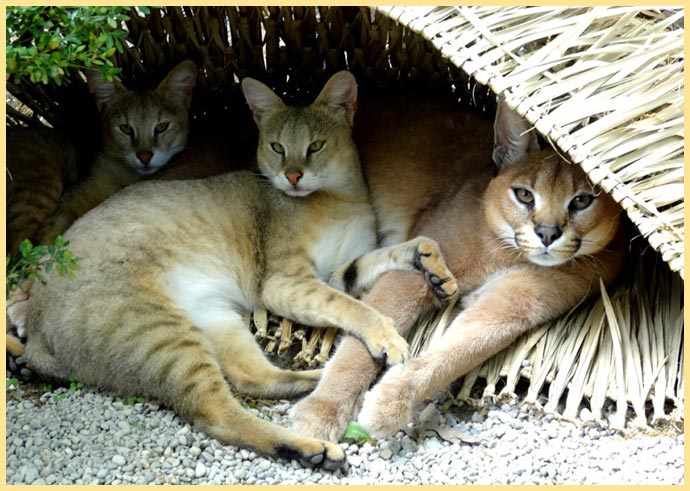 Коты камышковые в домике