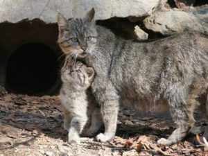 Но, несмотря на всю суровость и осторожность, есть множество причин исчезновения кавказского лесного кота.