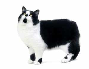 Кимрик: описание породы кошек с острова Мэн, отличия от ближайших родственников – мэнксов
