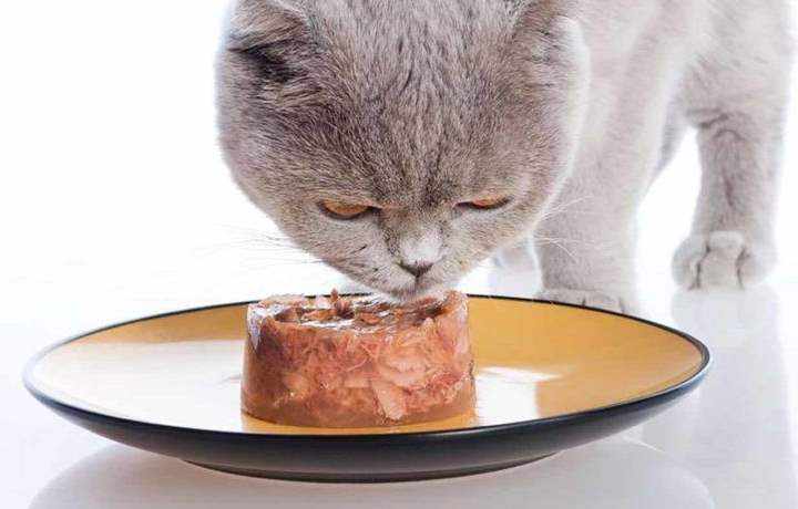 Консервы для кошек содержат все необходимые компоненты для полноценного питания