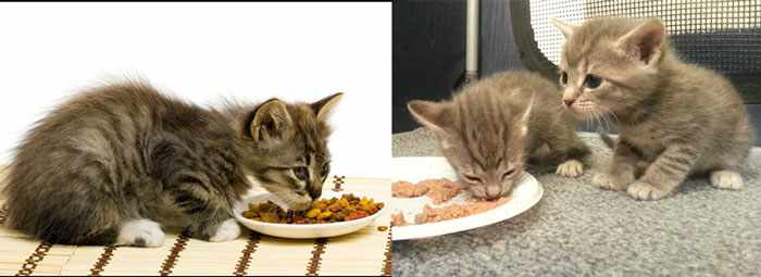 Питание котят из блюдец
