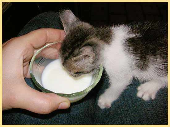 Котенок пьет молоко из чашки