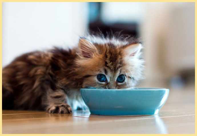 Котенок кушает из тарелки