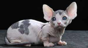 Лысый кот коротконогой породы 