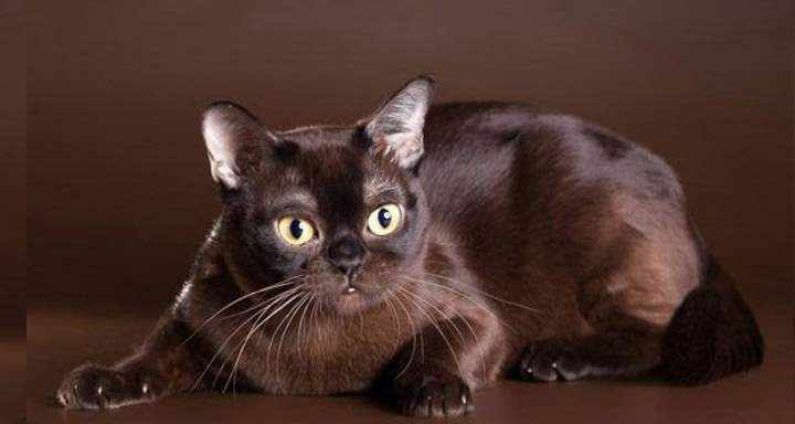 Черная кошка