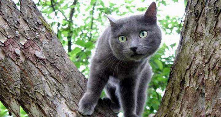 Кошка на дереве