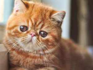 Персидский кот с плоской мордой