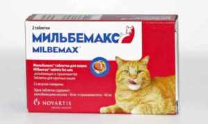 Мильбемакс – лекарство от паразитов и гельминтов для кошек с отличными отзывами ветеринаров