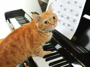 Общие наблюдения за реакцией кошек и котов на «человеческую» музыку