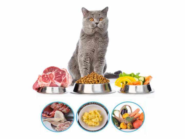 + Вы сами контролируете качество и свежесть продуктов, всегда уверены какие продукты кушает ваш котик.
