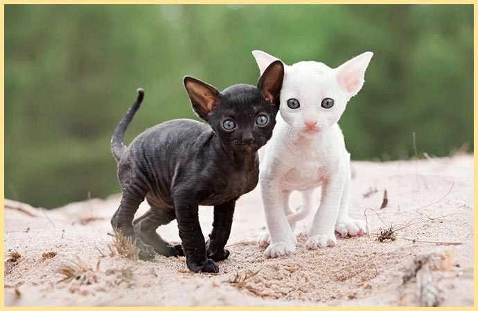 Котята корниш-рекс белый и черный