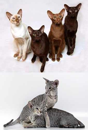 Окрасы ориентальной кошки