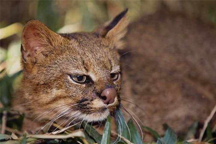 Пампасская кошка: история открытия вида, особенности дикой жизни и трудности содержания в неволе