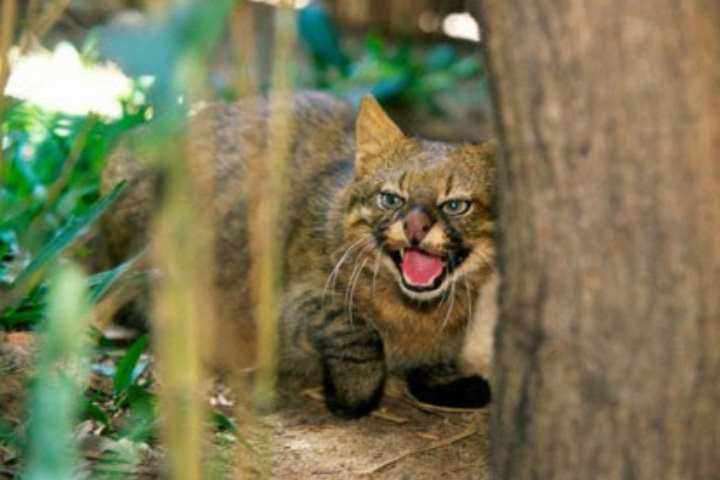 Южноамериканская пампасская кошка животное средних размеров