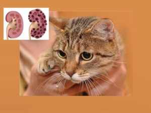 Почечная недостаточность у кошек и котов – виды, стадии, рекомендации по уходу