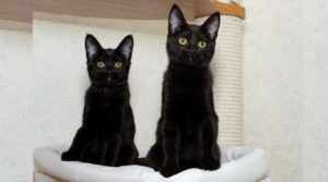 породы черных кошек удивительны