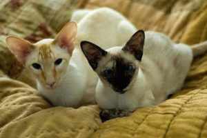 Две кошки сиамской разновидности 