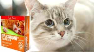 «Празицид» для котят – это лекарство от глистов широкого спектра